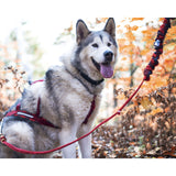 CLASSIC EXPEDITION HARNESS